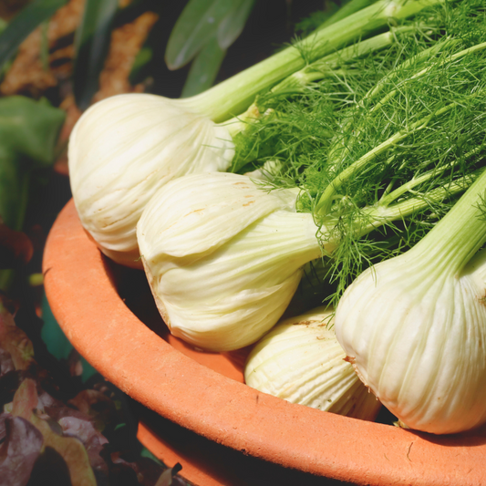 Braised Fennel